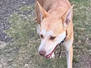 Cachorro raça SRD-ViraLata idade 3 anos nome ??