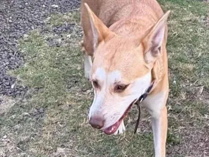 Cachorro raça SRD-ViraLata idade 3 anos nome ??