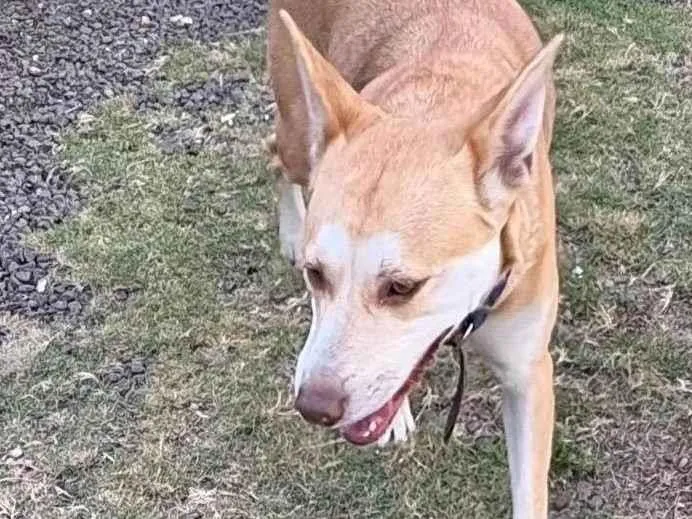 Cachorro ra a SRD-ViraLata idade 3 anos nome ??