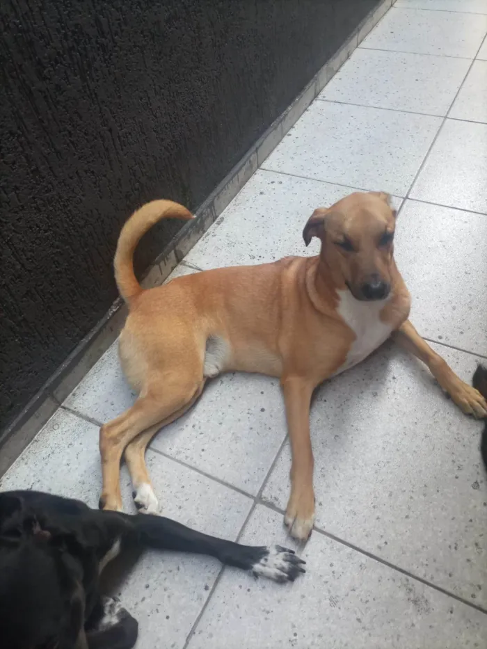 Cachorro ra a SRD-ViraLata idade 4 anos nome APOLO