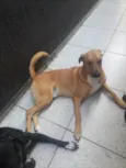 APOLO