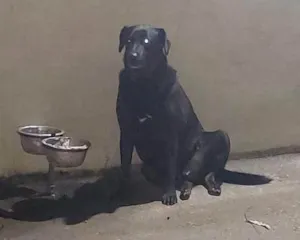 Cachorro raça Rottweiler idade 2 anos nome Zeus e Ares