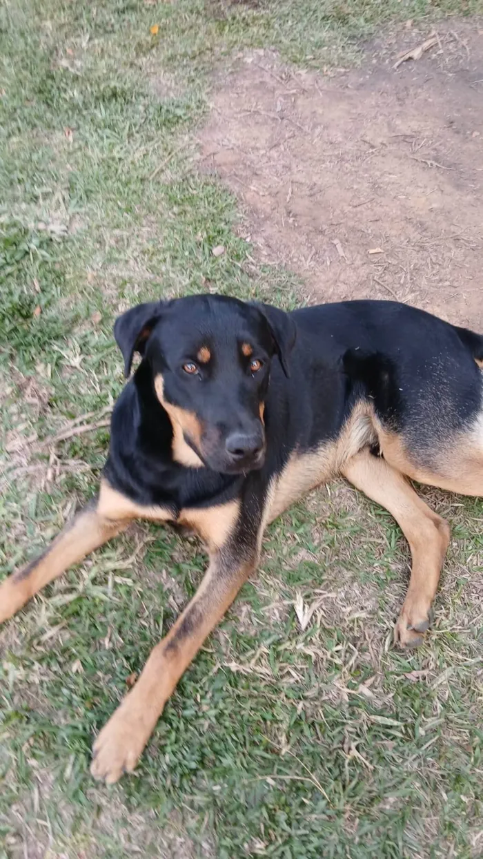 Cachorro ra a Rottweiler idade 2 anos nome Zeus e Ares