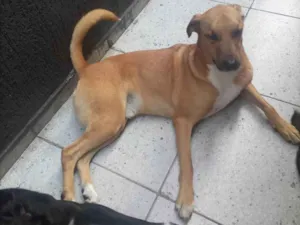 Cachorro raça SRD-ViraLata idade 4 anos nome APOLO