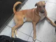 APOLO
