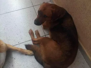 Cachorro raça SRD-ViraLata idade 4 anos nome JOHNY