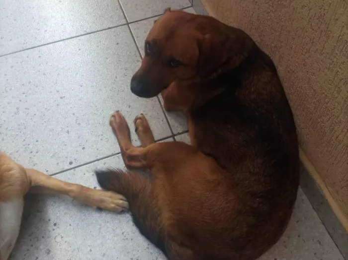 Cachorro ra a SRD-ViraLata idade 4 anos nome JOHNY