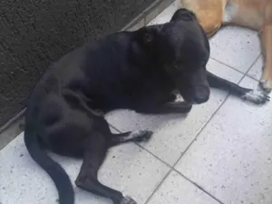 Cachorro raça SRD-ViraLata idade 4 anos nome MAX
