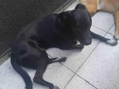 Cachorro raça SRD-ViraLata idade 4 anos nome MAX