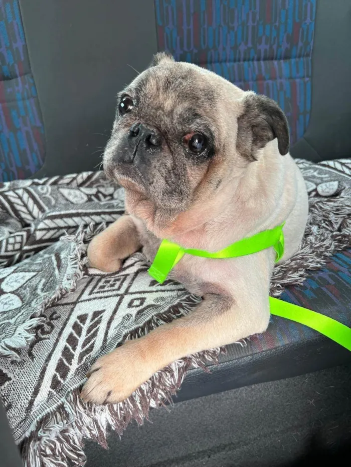 Cachorro ra a SRD-ViraLata idade 6 ou mais anos nome Bud