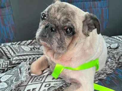 Cachorro raça SRD-ViraLata idade 6 ou mais anos nome Bud