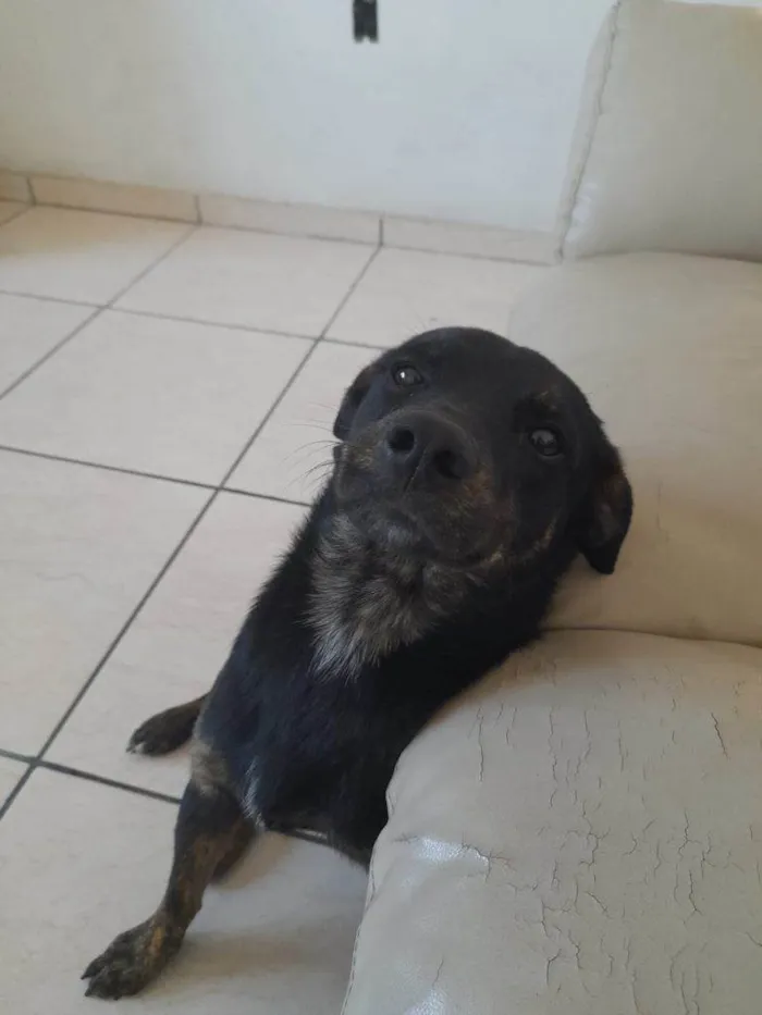 Cachorro ra a SRD-ViraLata idade 2 a 6 meses nome Falar com Kércia - 11 93713-0215