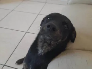 Cachorro raça SRD-ViraLata idade 2 a 6 meses nome Falar com Kércia - 11 93713-0215