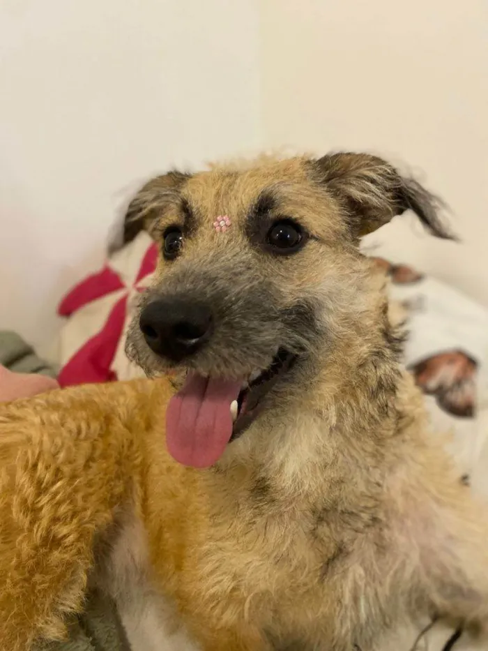 Cachorro ra a SRD-ViraLata idade 2 a 6 meses nome Falar com Felipe - Whats 11 96841-5245