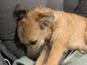 Cachorro raça SRD-ViraLata idade 2 a 6 meses nome Falar com Felipe - Whats 11 96841-5245