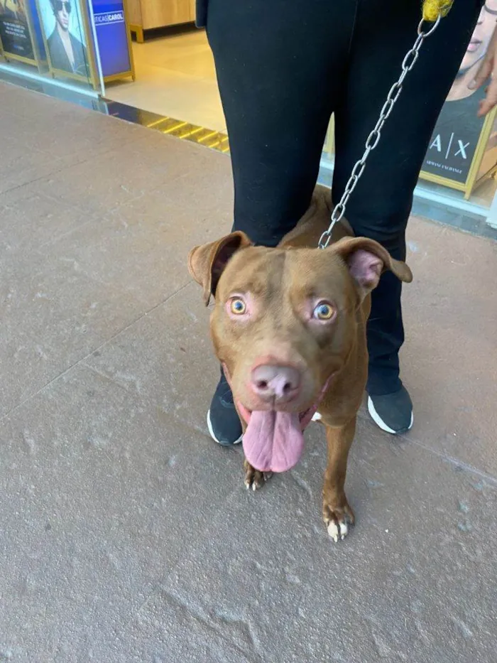 Cachorro ra a Pit-Bull idade 2 a 6 meses nome Falar com Marilivia - Whats 11 99252-8813