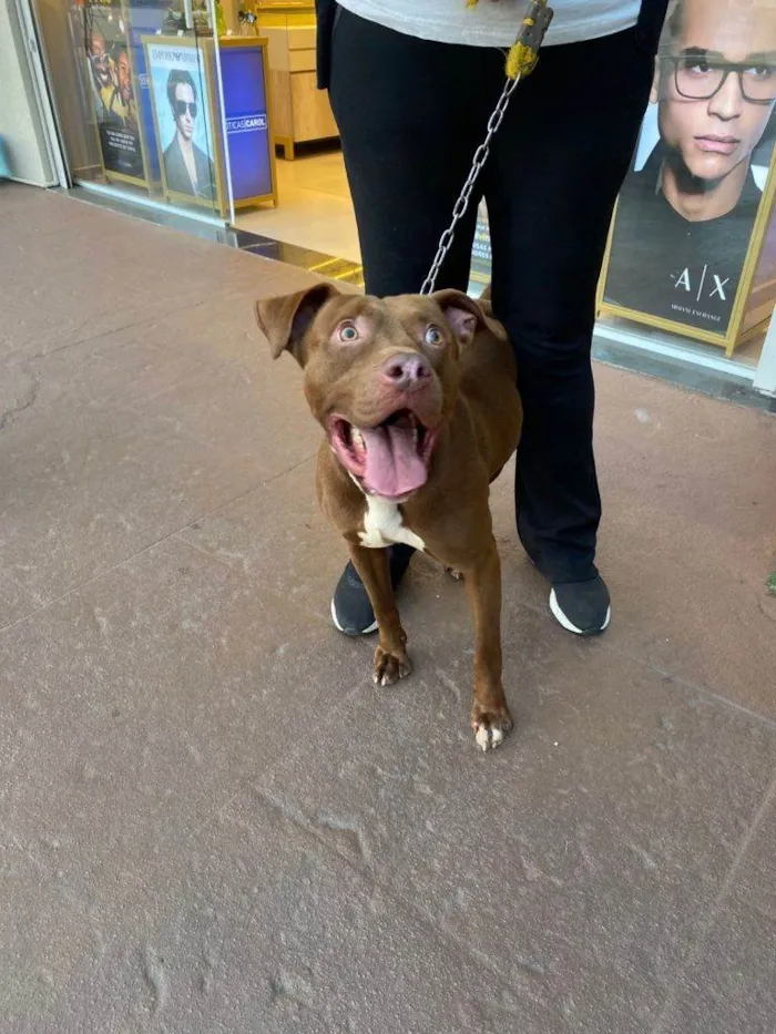 Cachorro ra a Pit-Bull idade 2 a 6 meses nome Falar com Marilivia - Whats 11 99252-8813