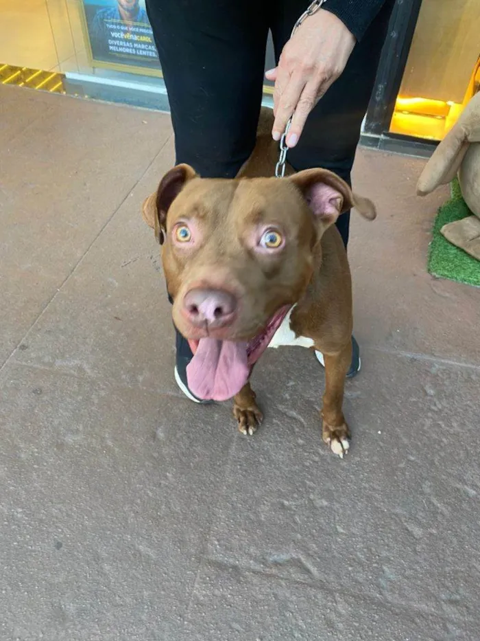 Cachorro ra a Pit-Bull idade 2 a 6 meses nome Falar com Marilivia - Whats 11 99252-8813