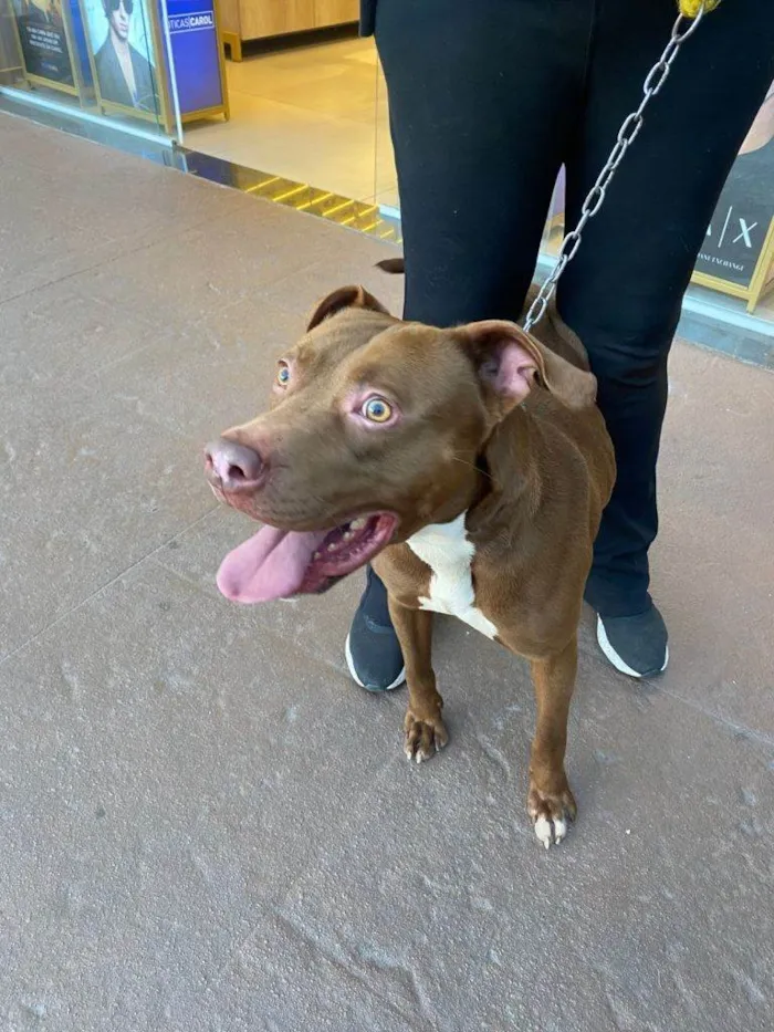 Cachorro ra a Pit-Bull idade 2 a 6 meses nome Falar com Marilivia - Whats 11 99252-8813