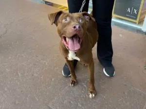 Cachorro raça Pit-Bull idade 2 a 6 meses nome Falar com Marilivia - Whats 11 99252-8813