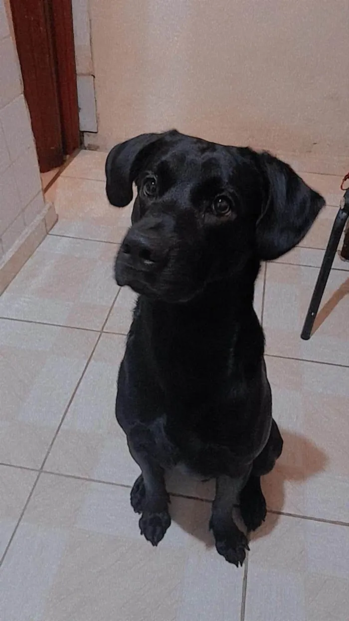 Cachorro ra a SRD-ViraLata idade 2 a 6 meses nome Falar com Maria - Whats 11 98703-0798
