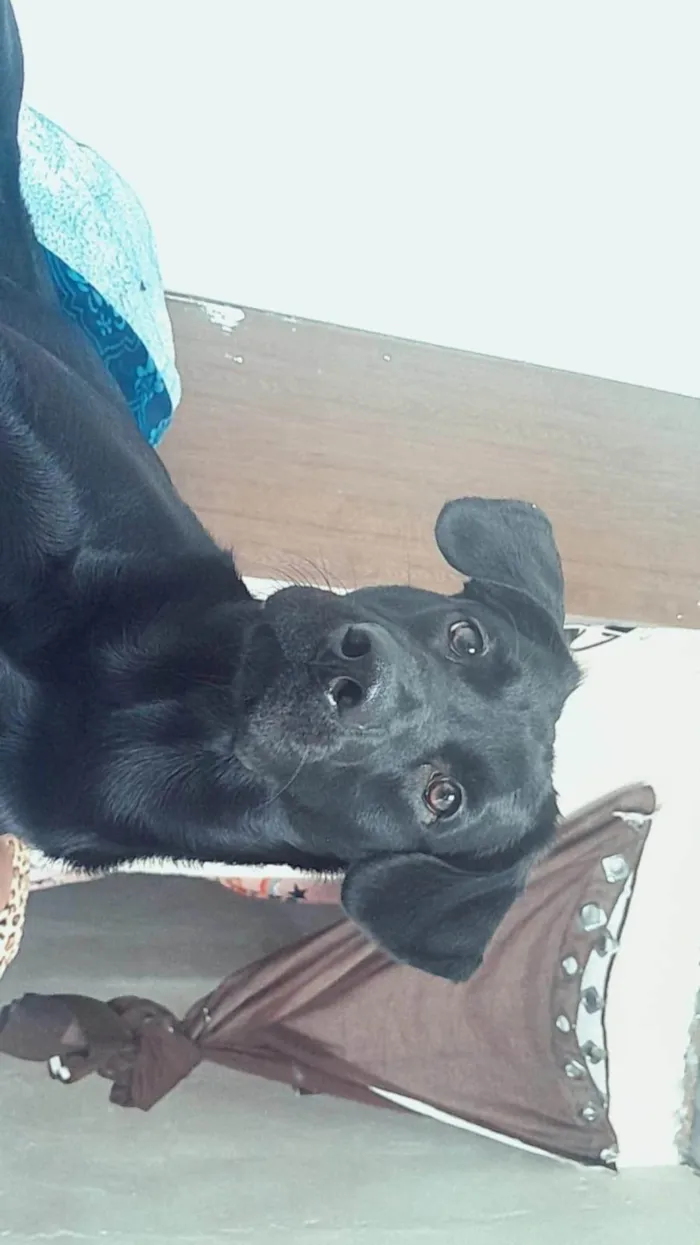 Cachorro ra a SRD-ViraLata idade 2 a 6 meses nome Falar com Maria - Whats 11 98703-0798