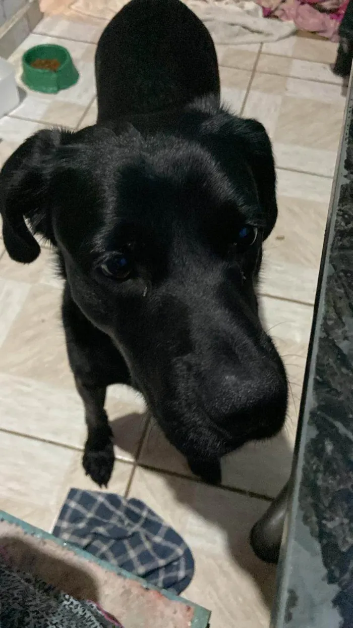 Cachorro ra a SRD-ViraLata idade 2 a 6 meses nome Falar com Maria - Whats 11 98703-0798