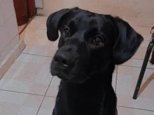 Cachorro raça SRD-ViraLata idade 2 a 6 meses nome Falar com Maria - Whats 11 98703-0798