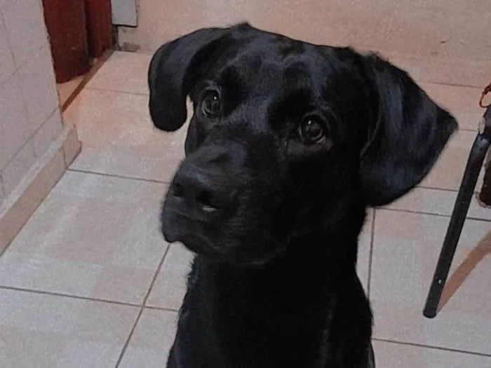 Cachorro ra a SRD-ViraLata idade 2 a 6 meses nome Falar com Maria - Whats 11 98703-0798