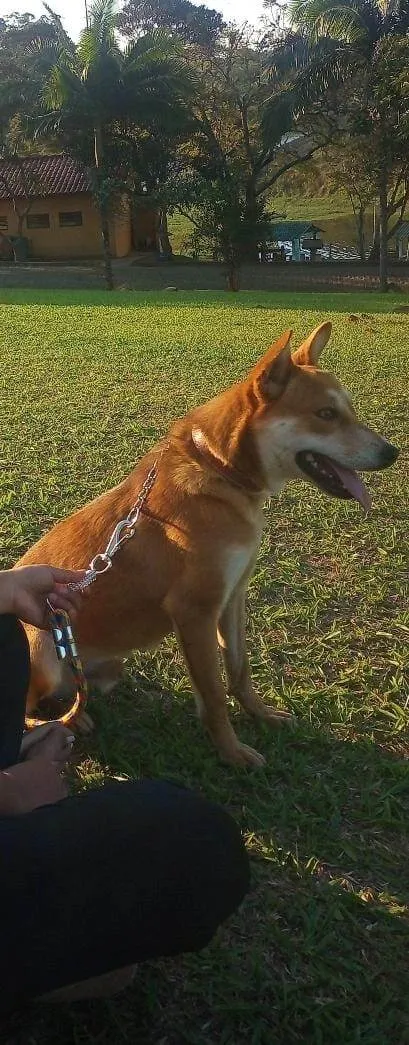 Cachorro ra a SRD-ViraLata idade 2 a 6 meses nome Falar com Maria - Whats 11 96352-8595