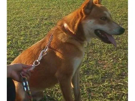 Cachorro ra a SRD-ViraLata idade 2 a 6 meses nome Falar com Maria - Whats 11 96352-8595
