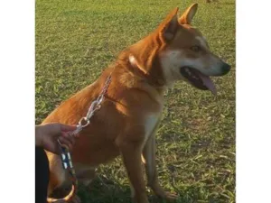 Cachorro raça SRD-ViraLata idade 2 a 6 meses nome Falar com Maria - Whats 11 96352-8595