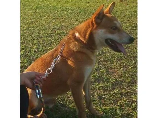 Cachorro ra a SRD-ViraLata idade 2 a 6 meses nome Falar com Maria - Whats 11 96352-8595