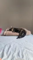 Lua