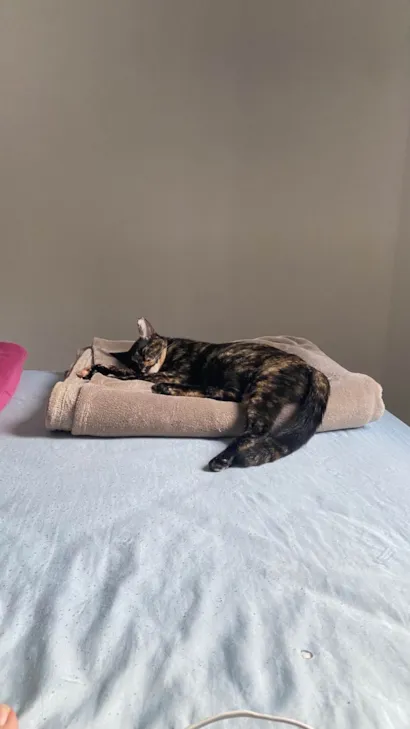 Gato raça SRD-ViraLata idade 7 a 11 meses nome Lua