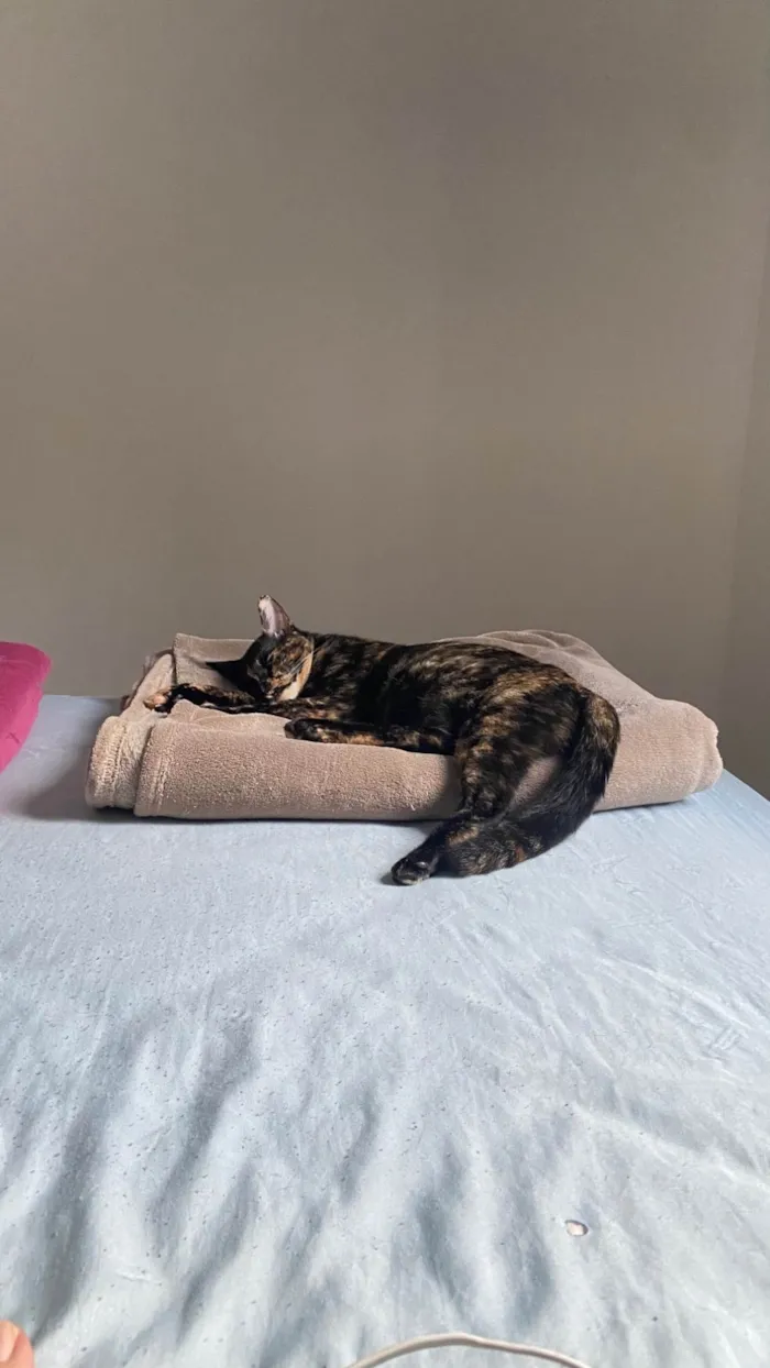 Gato ra a SRD-ViraLata idade 7 a 11 meses nome Lua