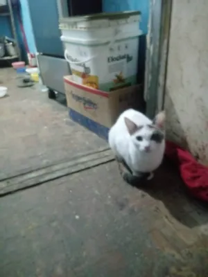 Gato raça SRD-ViraLata idade 1 ano nome Britney Jenniffer