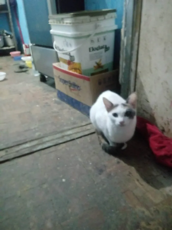Gato ra a SRD-ViraLata idade 1 ano nome Britney Jenniffer