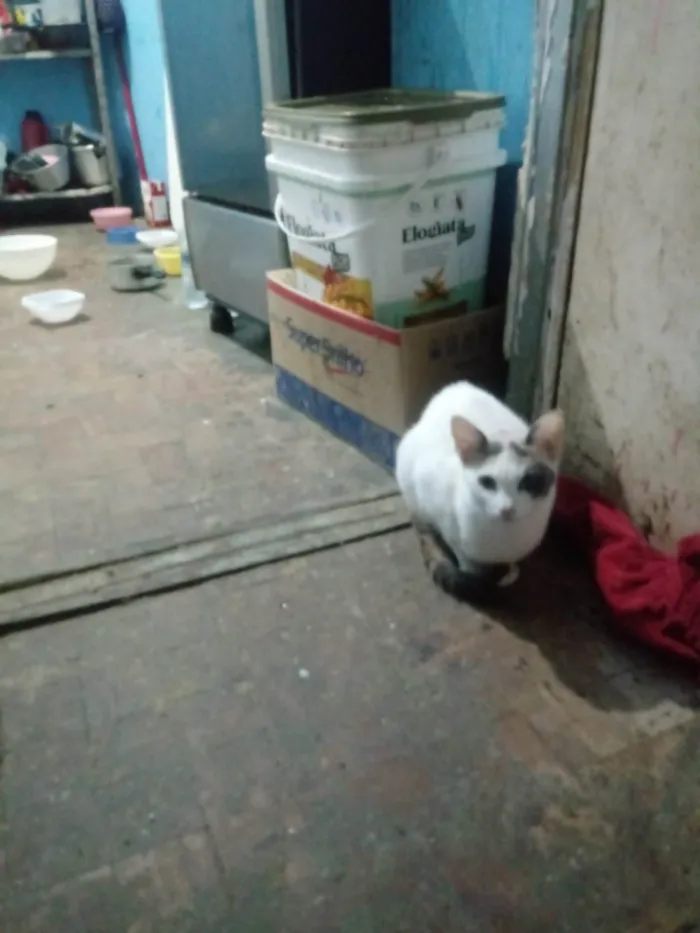 Gato ra a SRD-ViraLata idade 1 ano nome Britney Jenniffer