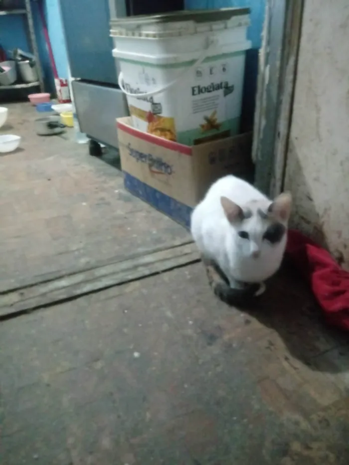 Gato ra a SRD-ViraLata idade 1 ano nome Britney Jenniffer