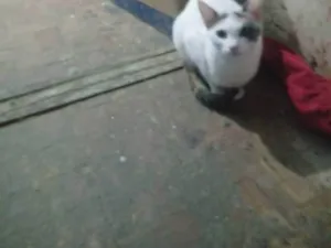 Gato raça SRD-ViraLata idade 1 ano nome Britney Jenniffer