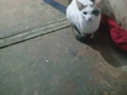 Gato raça SRD-ViraLata idade 1 ano nome Britney Jenniffer