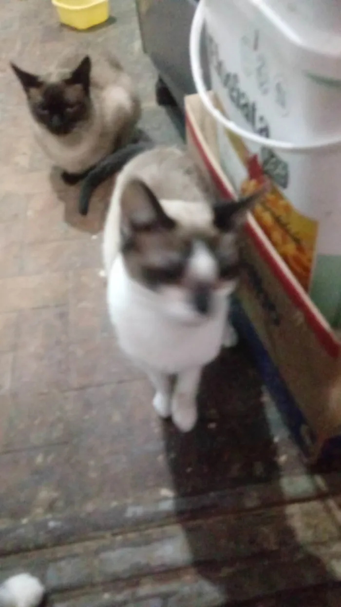 Gato ra a Siamês idade 7 a 11 meses nome July Barbie Girl