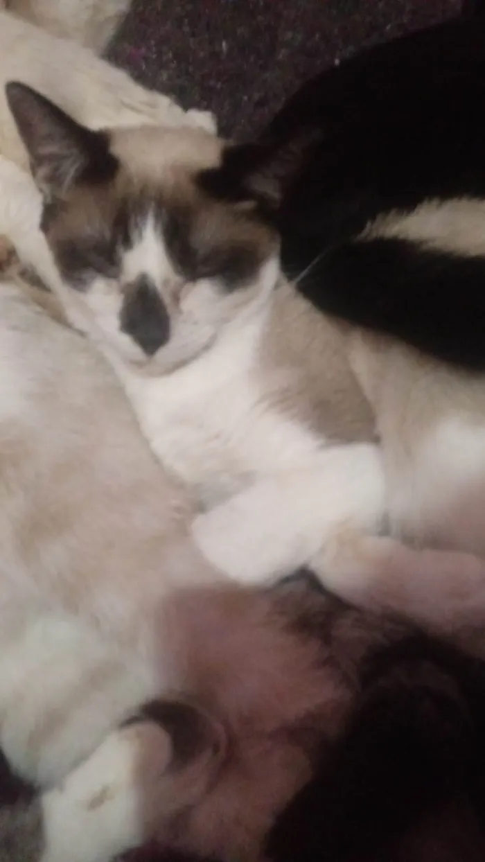 Gato ra a Siamês idade 7 a 11 meses nome July Barbie Girl