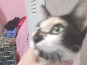 Gato raça SRD idade 7 a 11 meses nome Rebecca Richielly