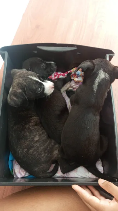 Cachorro raça SRD-ViraLata idade Abaixo de 2 meses nome As 3 flores 