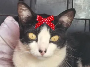 Gato raça SRD-ViraLata idade 2 a 6 meses nome Mina 