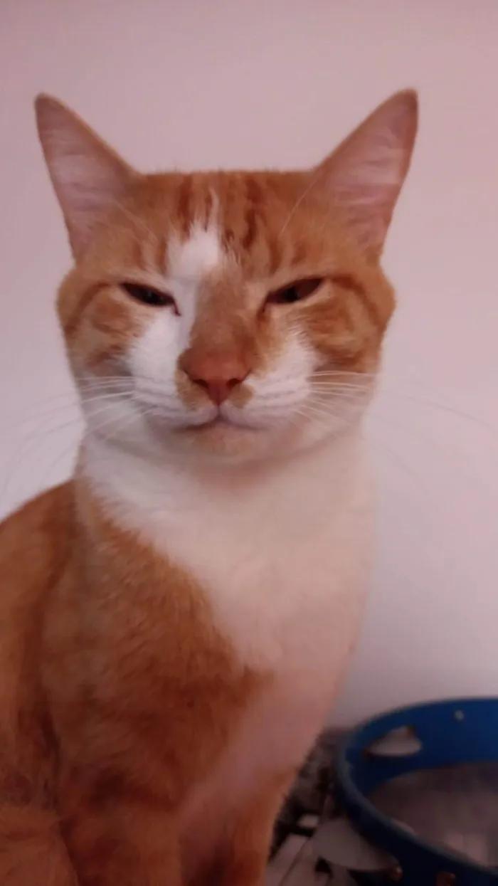 Gato ra a SRD-ViraLata idade 1 ano nome Hamses