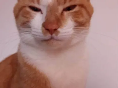 Gato raça SRD-ViraLata idade 1 ano nome Hamses