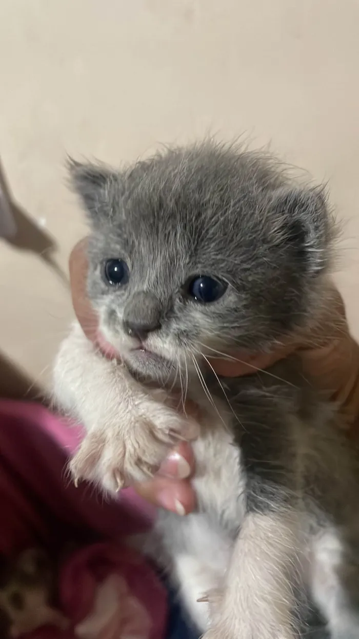 Gato ra a SRD-ViraLata idade Abaixo de 2 meses nome Ataise
